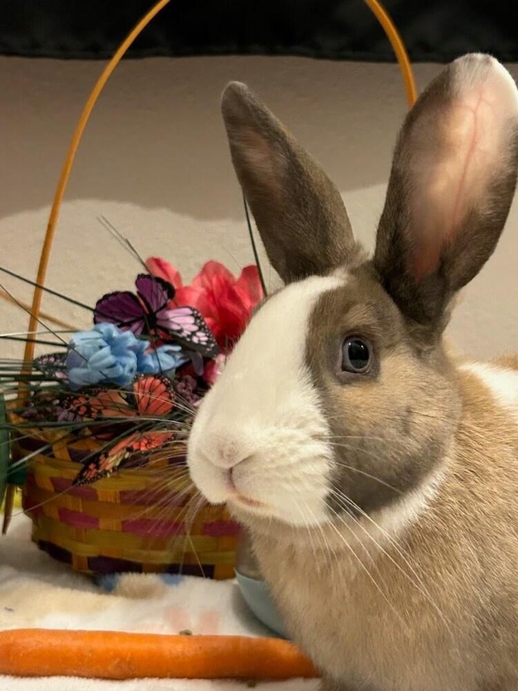 Enlarge Fig, a Adoptable mixed breed in Pasco, WA image 6/6