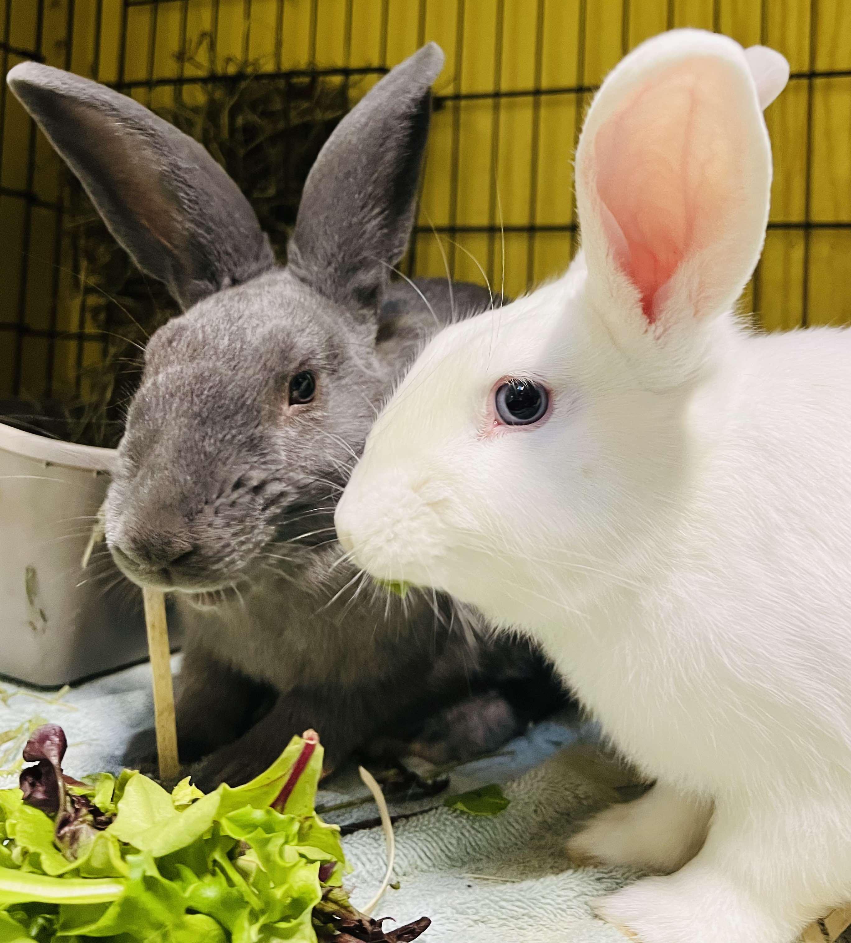 Haruki & Riku, a Adoptable mixed breed in Ferndale, WA image 1/6