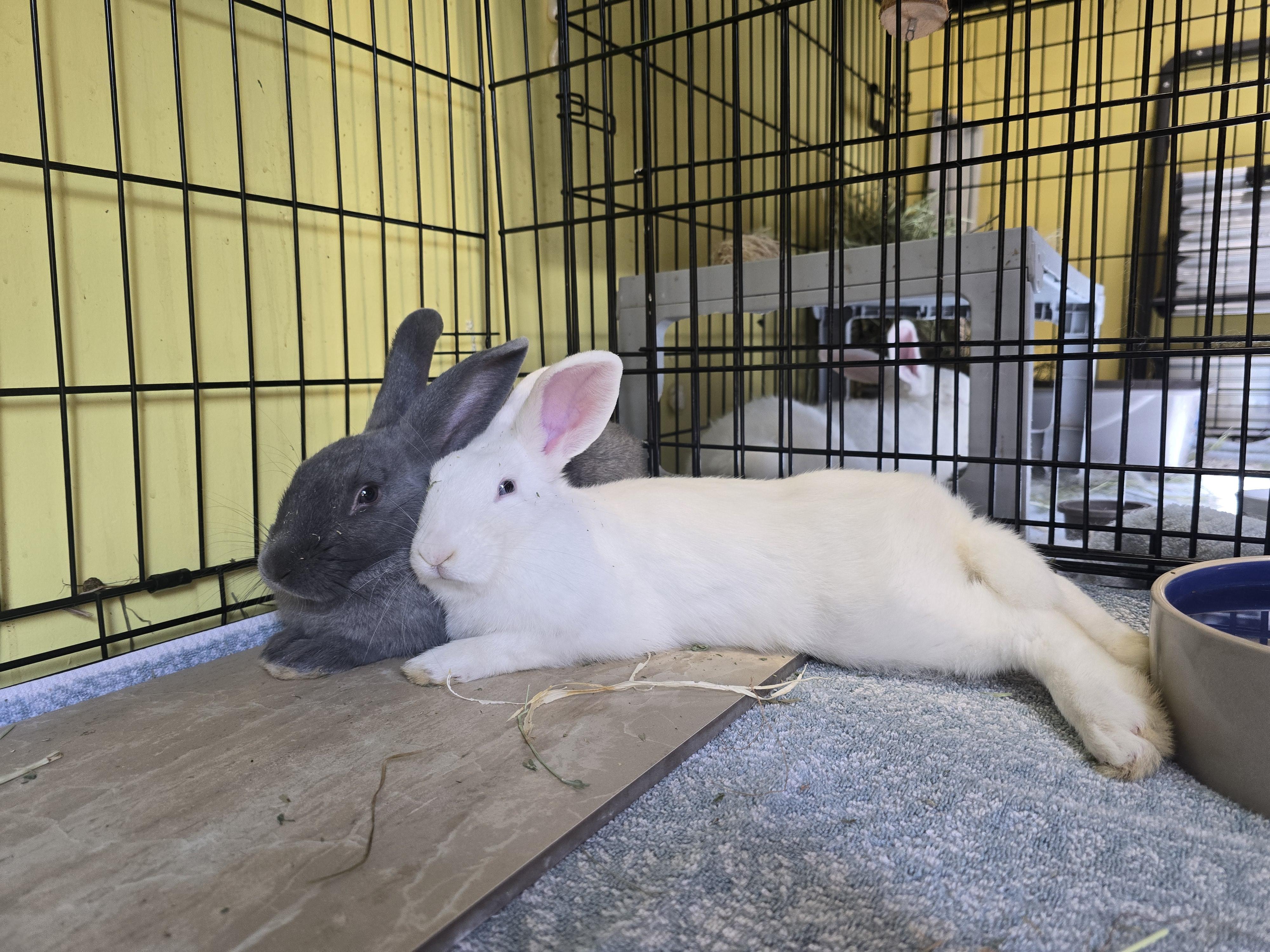 Haruki & Riku, a Adoptable mixed breed in Ferndale, WA image 6/6