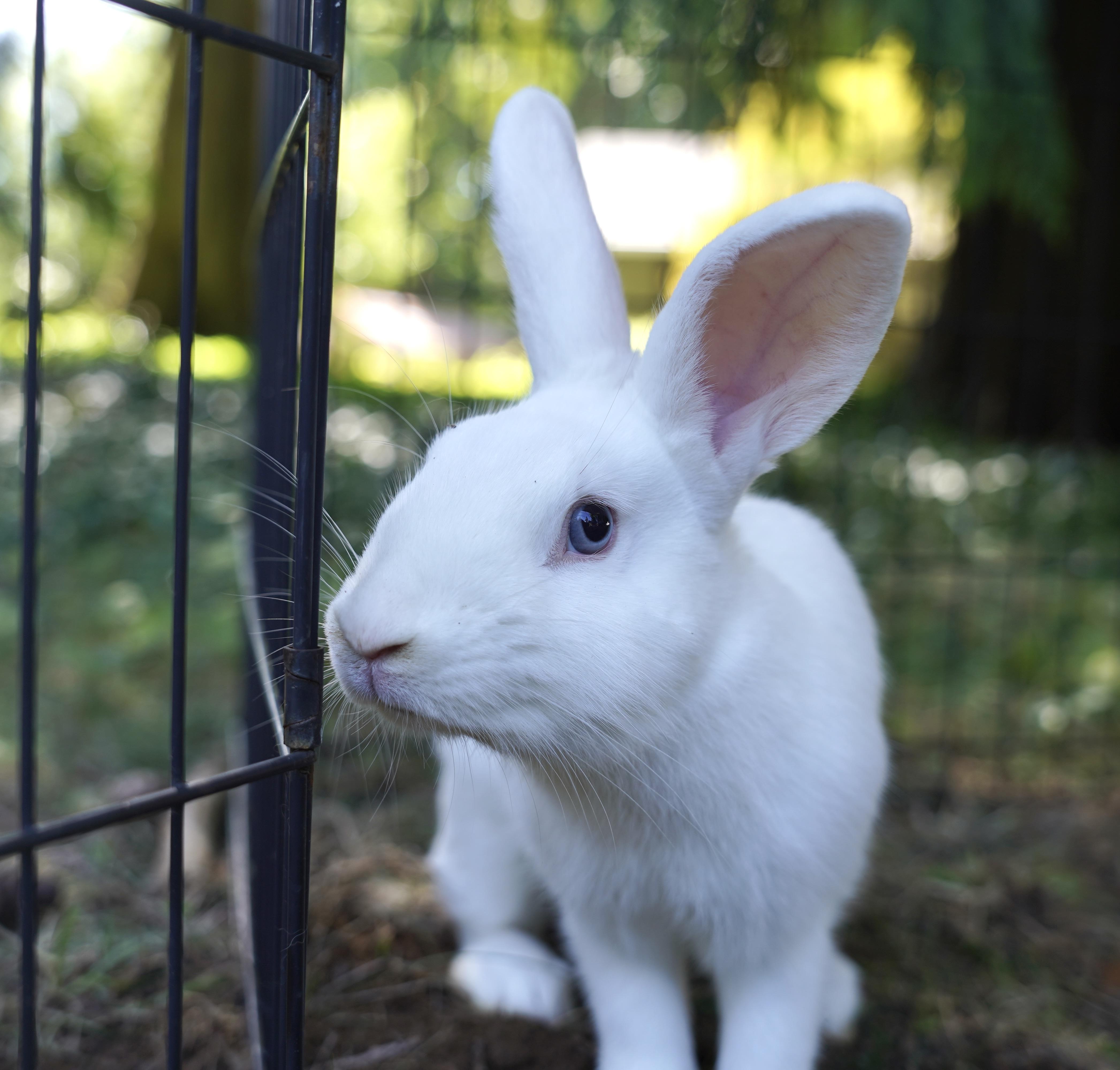 Haruki & Riku, a Adoptable mixed breed in Ferndale, WA image 5/6