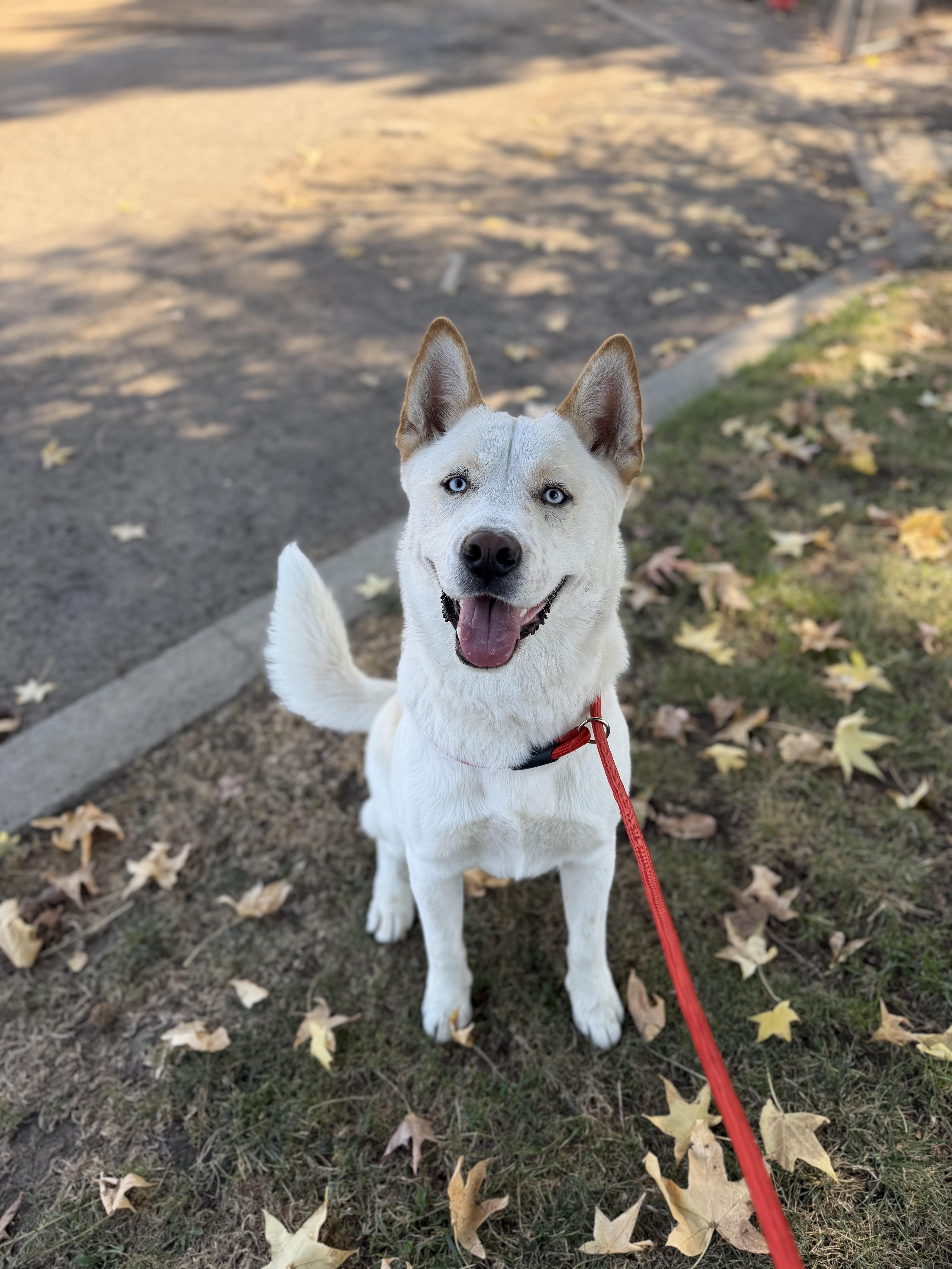 Blizzard, Adoptable, Adult Male Husky.