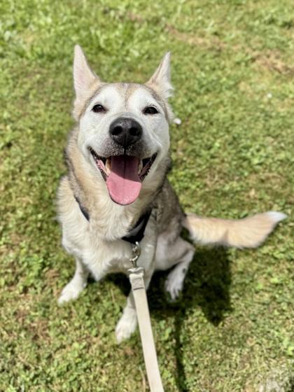 Ruby, ADOPTABLE, Adult Female Siberian Husky.