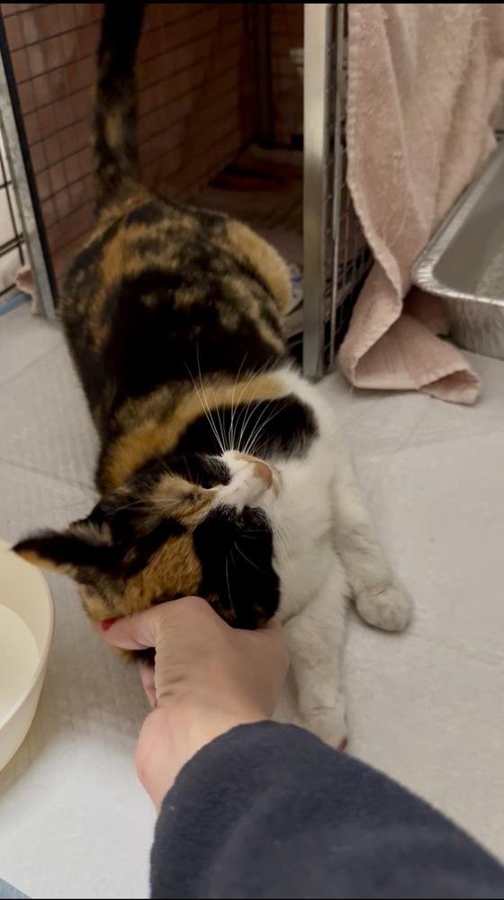 Calypso, a Adoptable Domestic Short Hair in Lancaster, CA image 1/3
