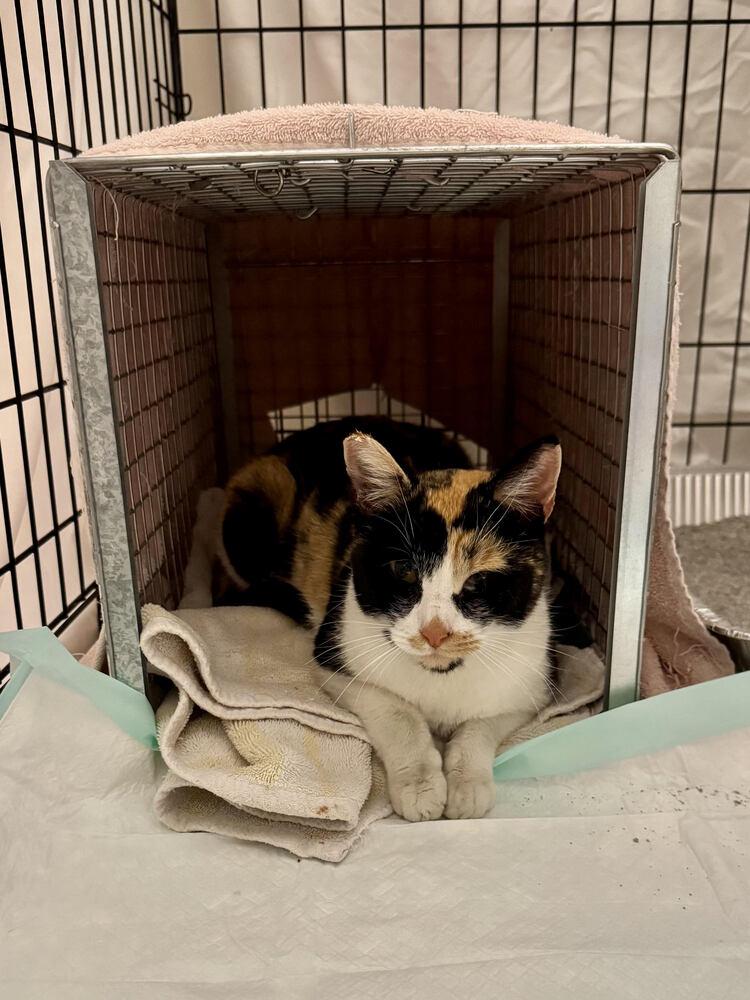 Calypso, a Adoptable Domestic Short Hair in Lancaster, CA image 2/3