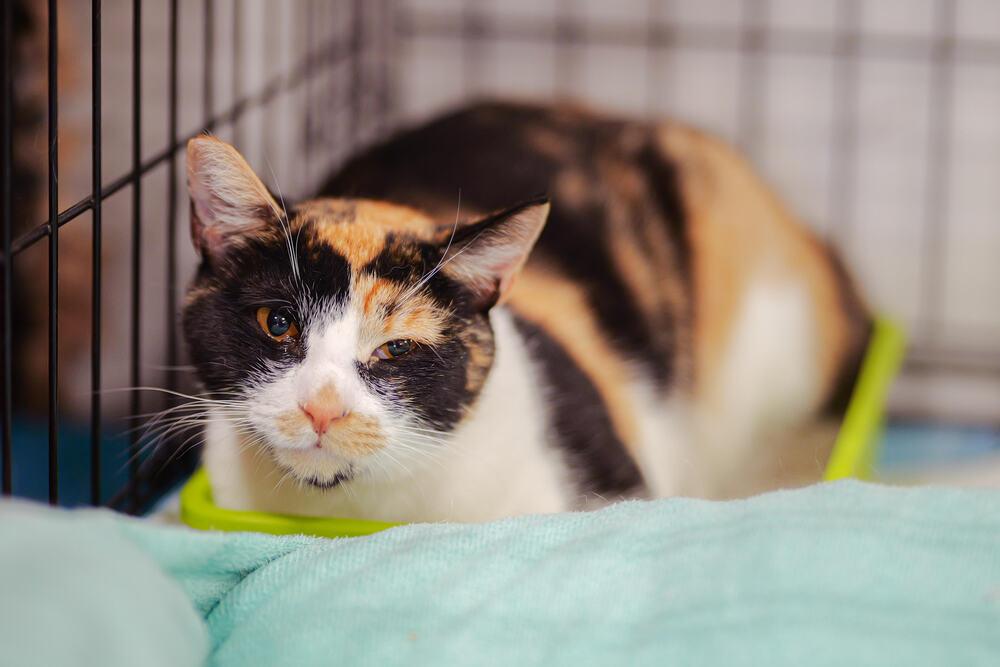 Calypso, a Adoptable Domestic Short Hair in Lancaster, CA image 3/3