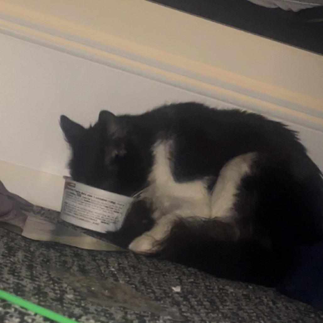 Business, a Adoptable Domestic Short Hair in New York, NY image 1/6