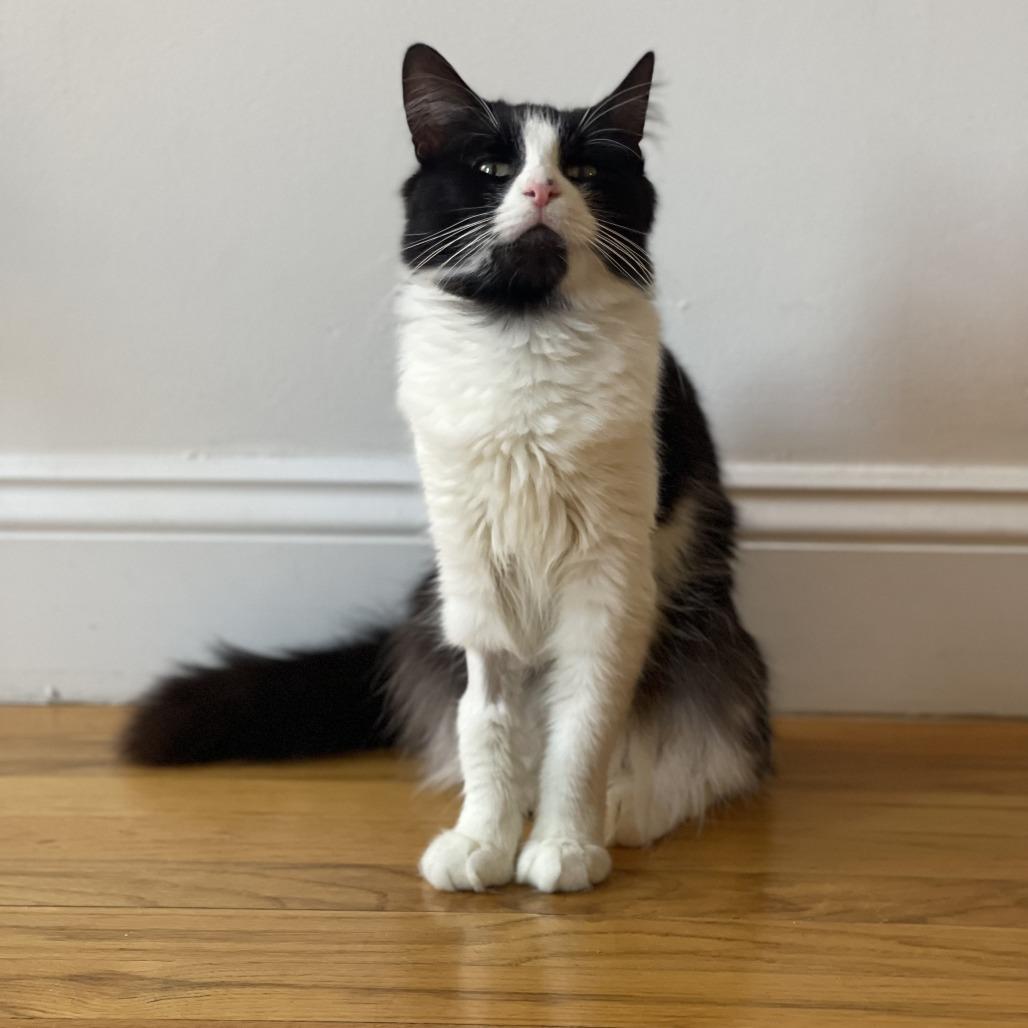 Business, Adoptable, Young Male Domestic Short Hair.