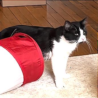 Enlarge Business, a Adoptable Domestic Short Hair in New York, NY image 1/6