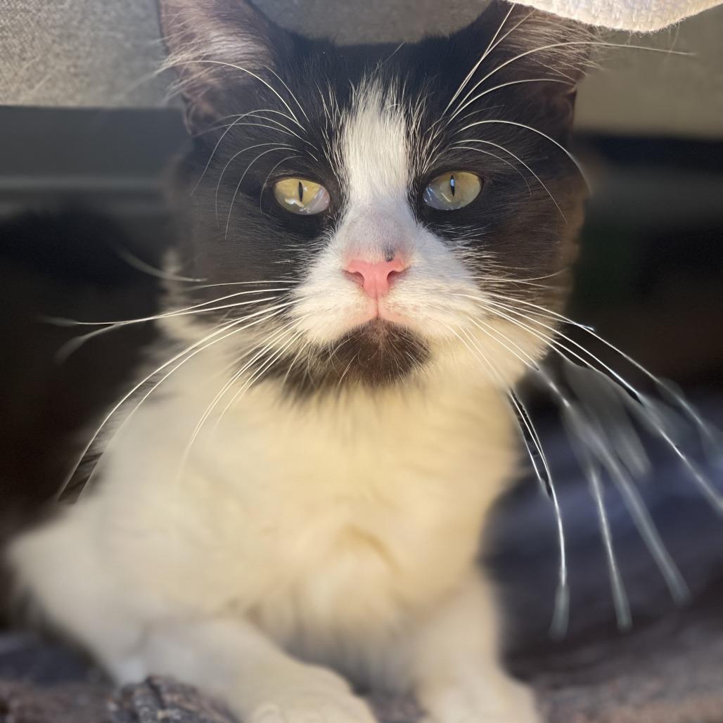 Enlarge Business, a Adoptable Domestic Short Hair in New York, NY image 2/6