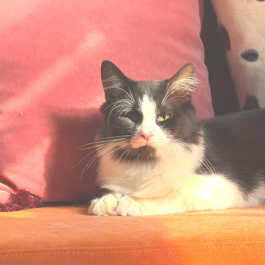 Enlarge Business, a Adoptable Domestic Short Hair in New York, NY image 2/6