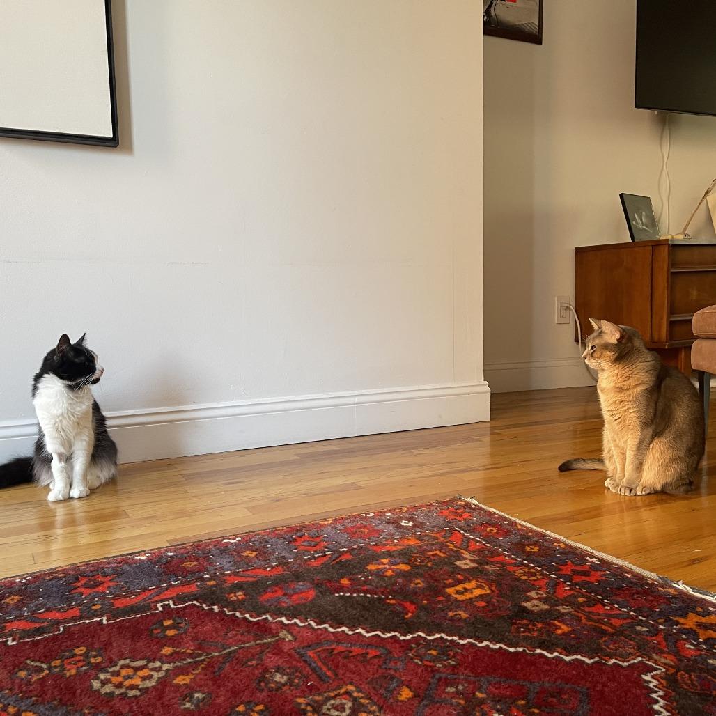 Enlarge Business, a Adoptable Domestic Short Hair in New York, NY image 3/6