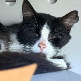 Business, a Adoptable Domestic Short Hair in New York, NY image 2/6