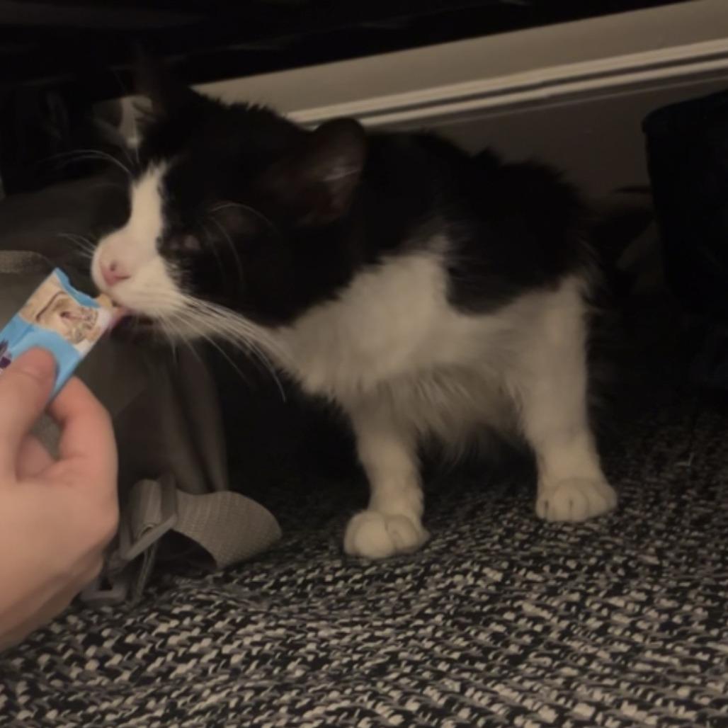 Business, a Adoptable Domestic Short Hair in New York, NY image 3/6