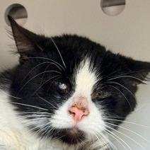 Business, a Adoptable Domestic Short Hair in New York, NY image 4/6