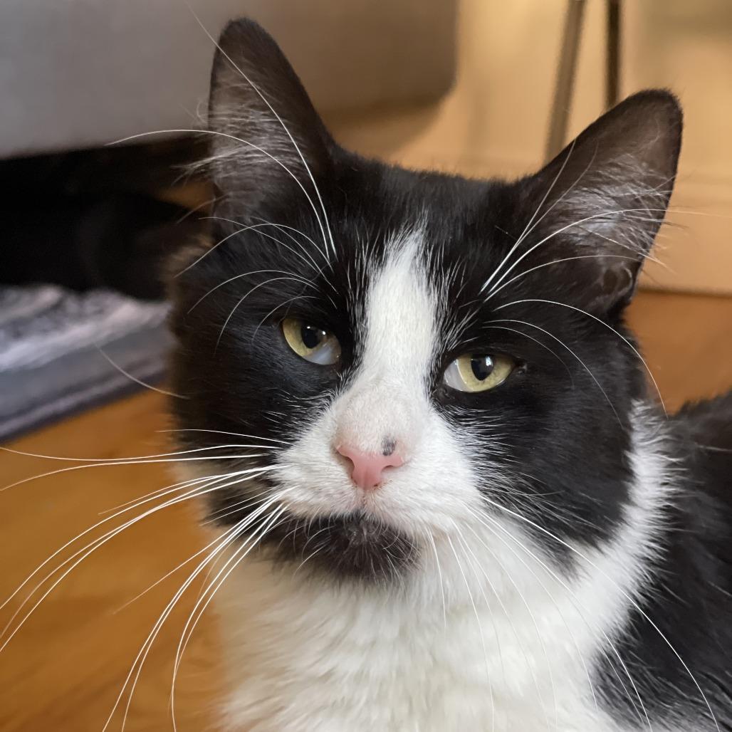 Enlarge Business, a Adoptable Domestic Short Hair in New York, NY image 3/6
