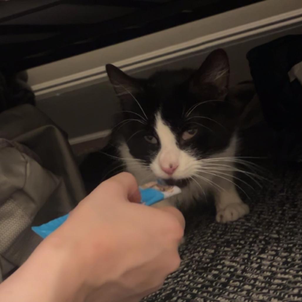 Business, a Adoptable Domestic Short Hair in New York, NY image 5/6