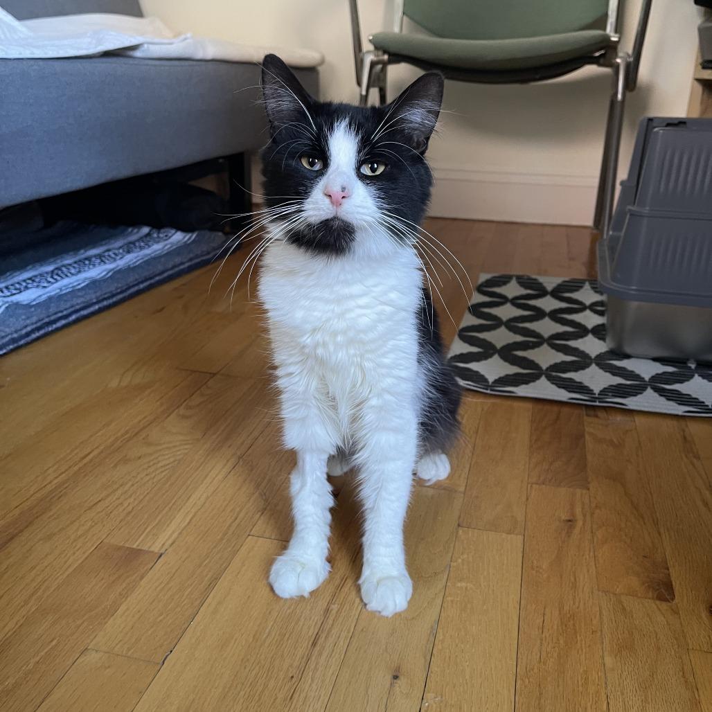 Enlarge Business, a Adoptable Domestic Short Hair in New York, NY image 4/6