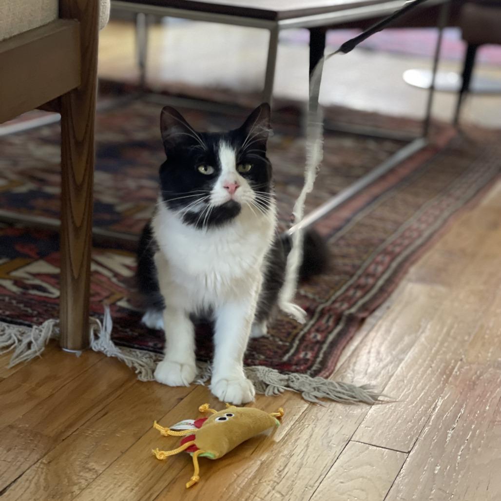 Enlarge Business, a Adoptable Domestic Short Hair in New York, NY image 5/6