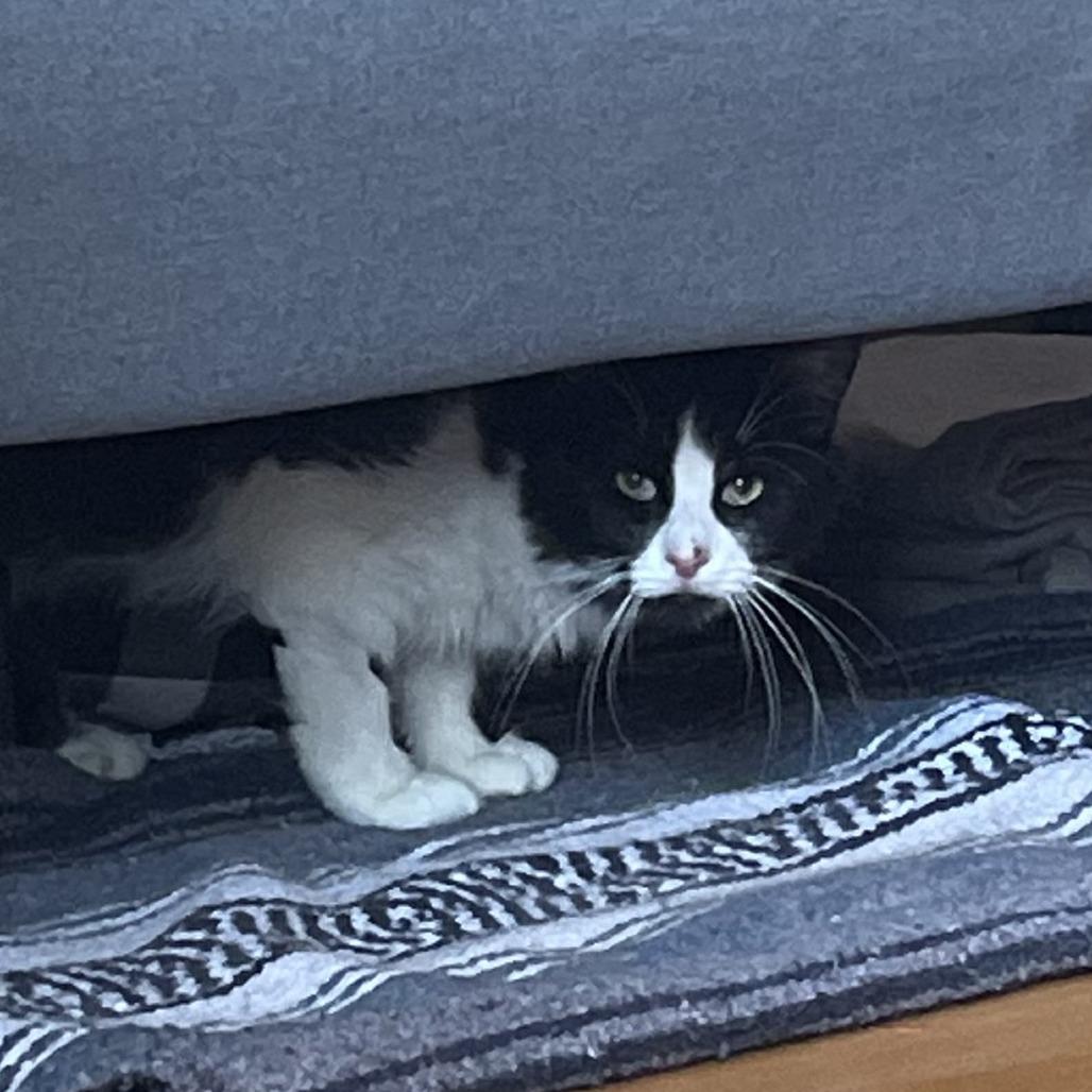 Enlarge Business, a Adoptable Domestic Short Hair in New York, NY image 4/6