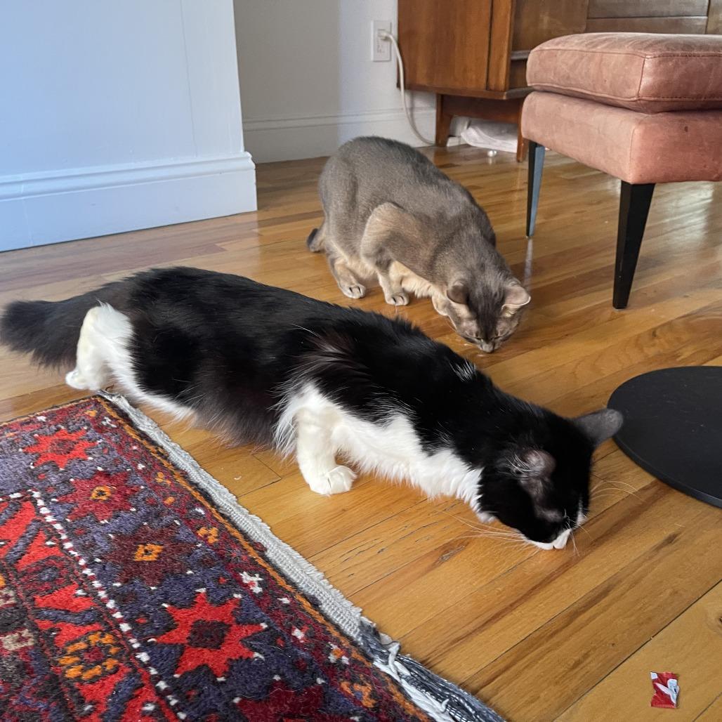 Enlarge Business, a Adoptable Domestic Short Hair in New York, NY image 5/6