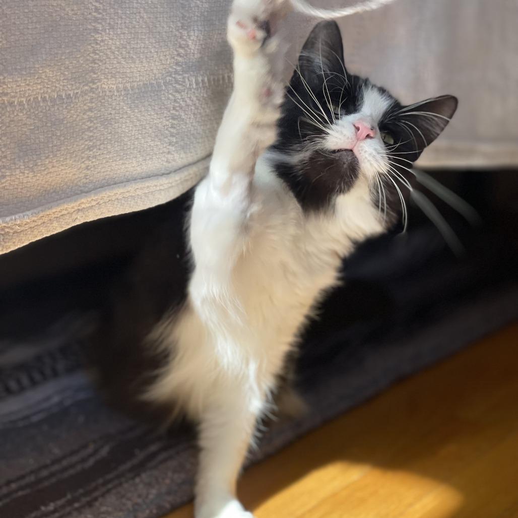 Enlarge Business, a Adoptable Domestic Short Hair in New York, NY image 6/6