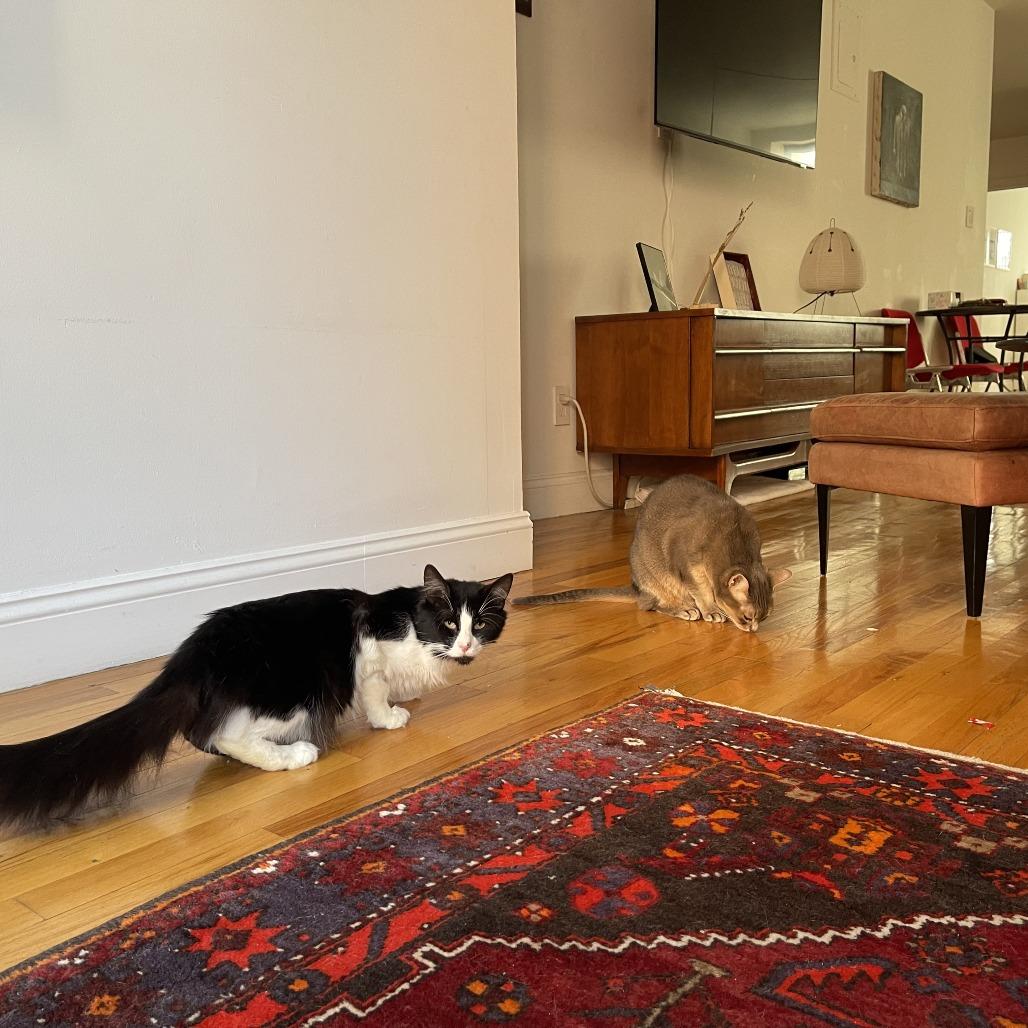 Enlarge Business, a Adoptable Domestic Short Hair in New York, NY image 6/6