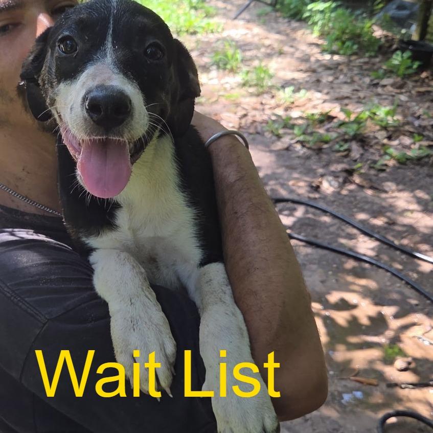 Enlarge Katherine, a Adoptable Mixed Breed in Livingston, TX image 1/1
