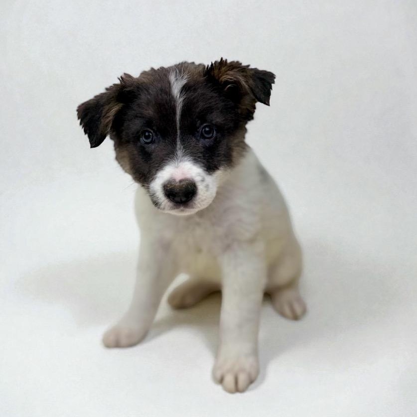 Han Solo, a Adoptable mixed breed in Rocky Hill, CT image 5/5