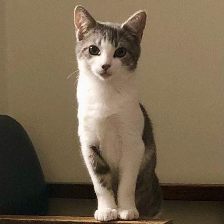 Darjeeling, an adopted Domestic Short Hair in West Orange, NJ_image-1