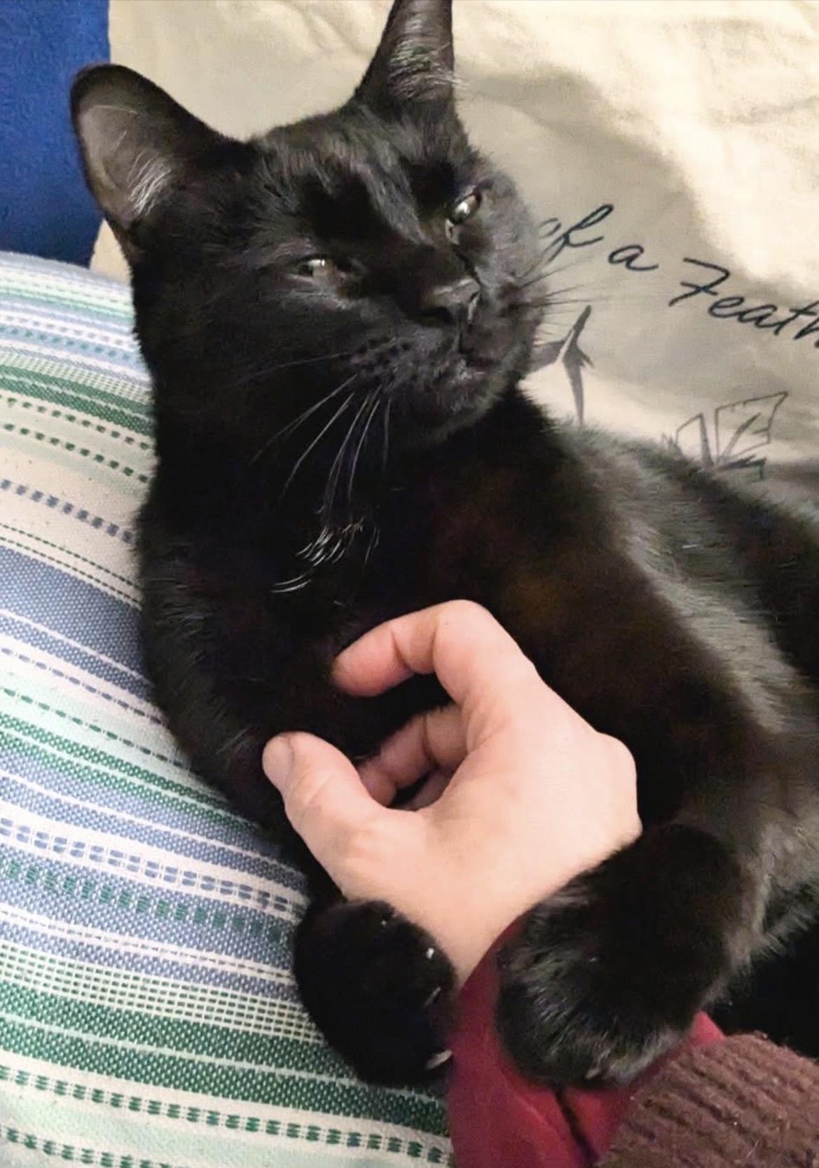 Charcoal , ADOPTABLE, Young Male Domestic Short Hair.