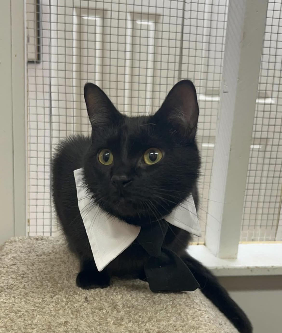Charcoal , ADOPTABLE, Young Male Domestic Short Hair.