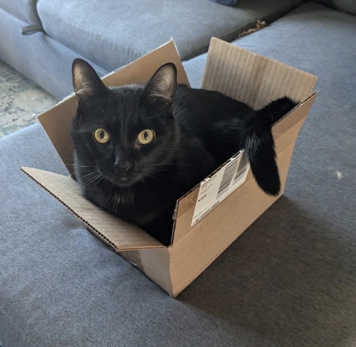 Charcoal , ADOPTABLE, Young Male Domestic Short Hair.