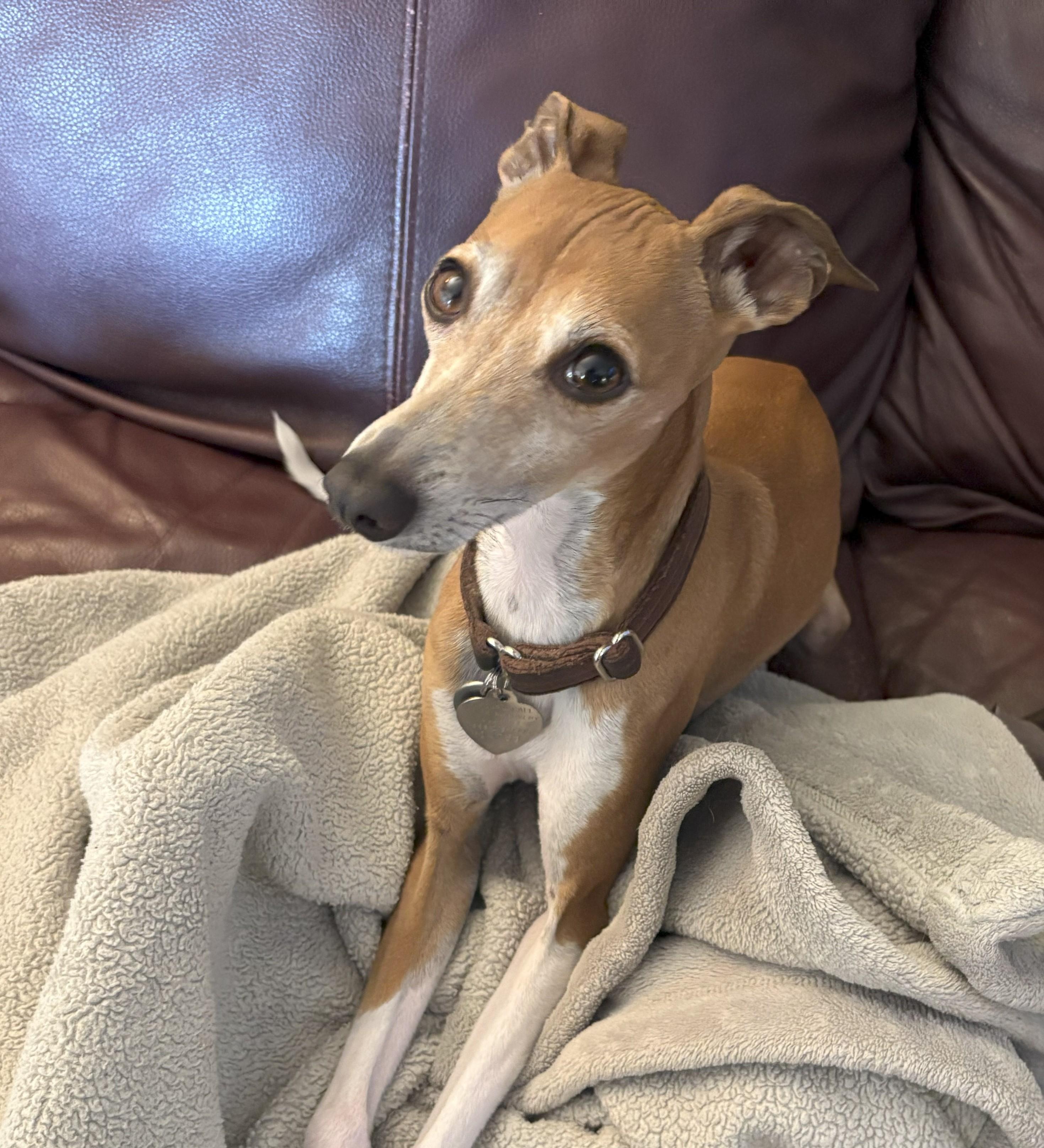 Bruno, Adopted, Young Male Italian Greyhound.