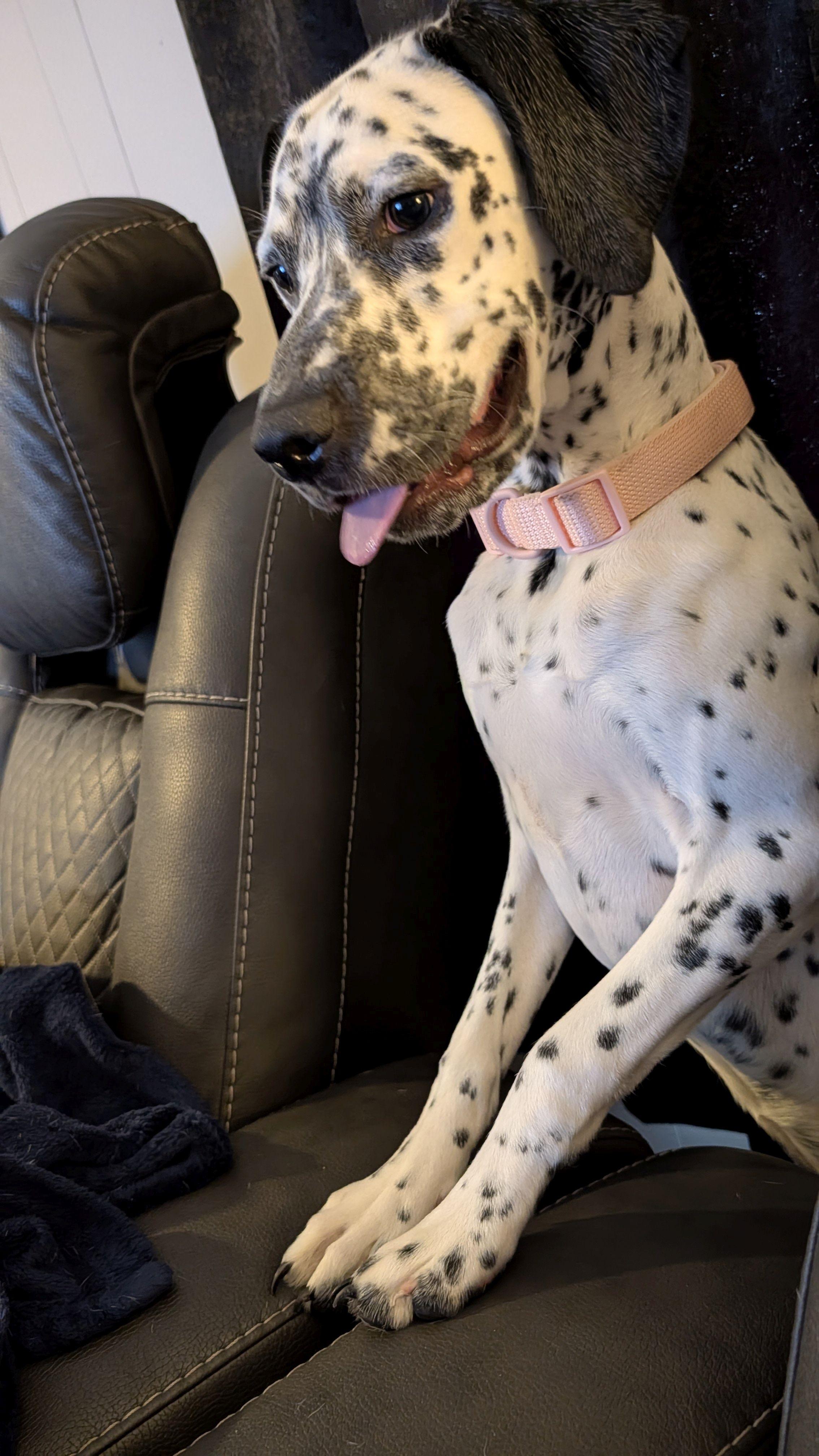 Enlarge Lillie, a Adoptable mixed breed in Jesup, GA image 4/4