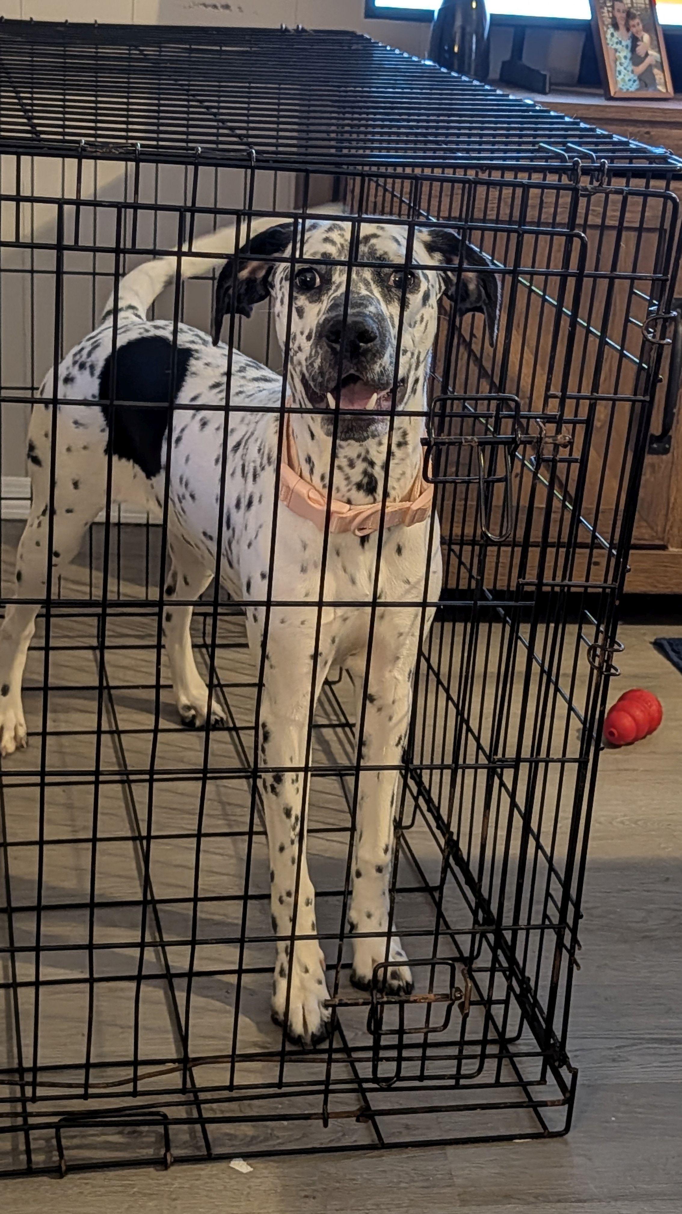 Enlarge Lillie, a Adoptable mixed breed in Jesup, GA image 3/4