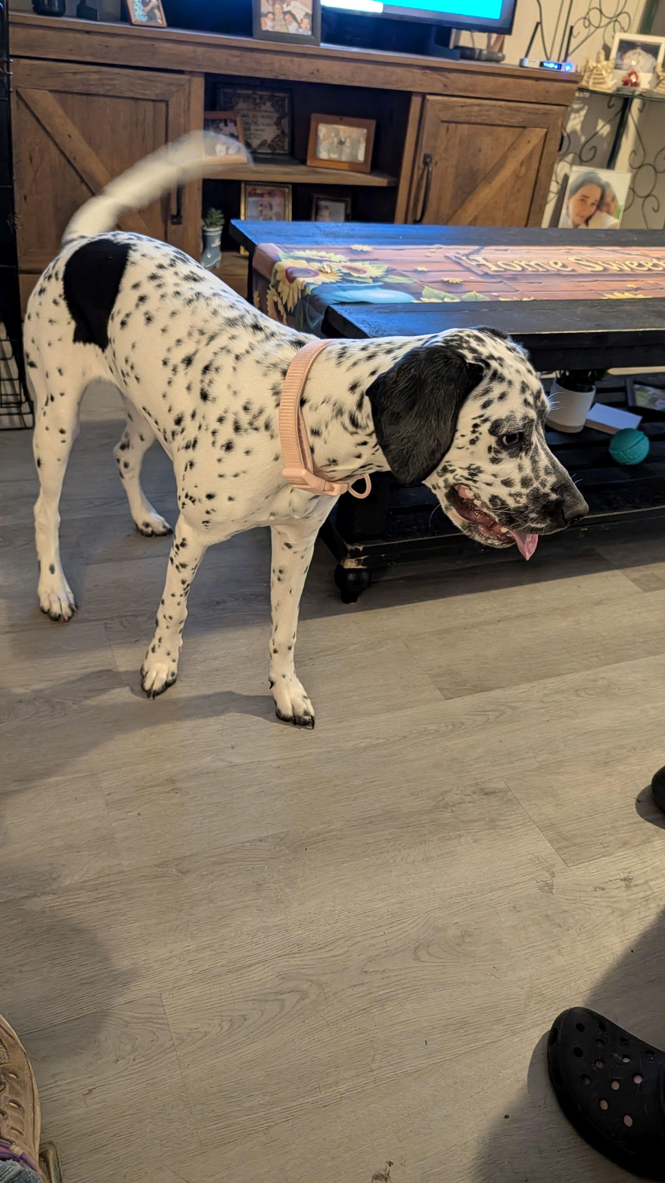 Lillie, Adoptable, Puppy Female Dalmatian & Cocker Spaniel.