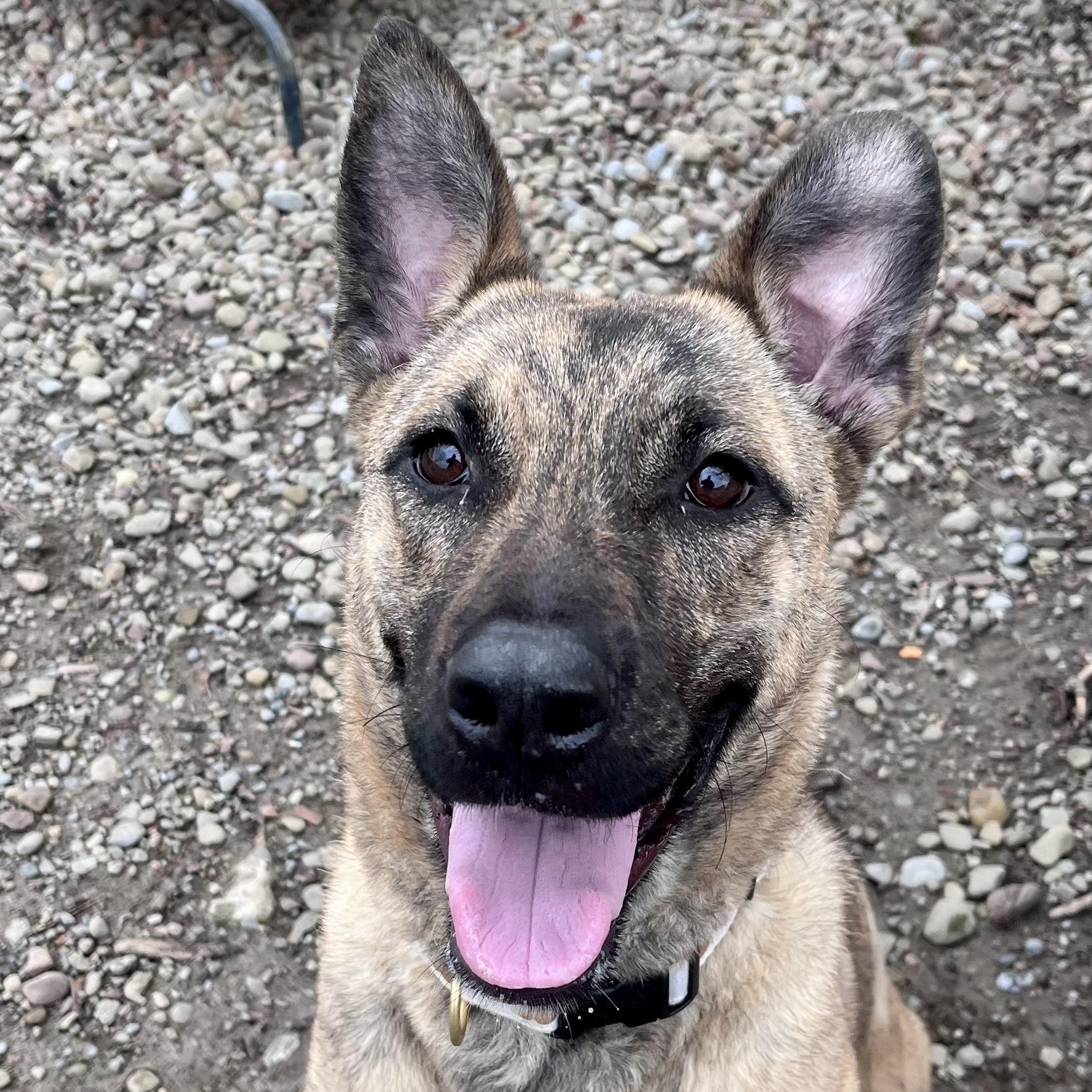 Enlarge Yara , a ADOPTABLE mixed breed in Buffalo, NY image 2/6