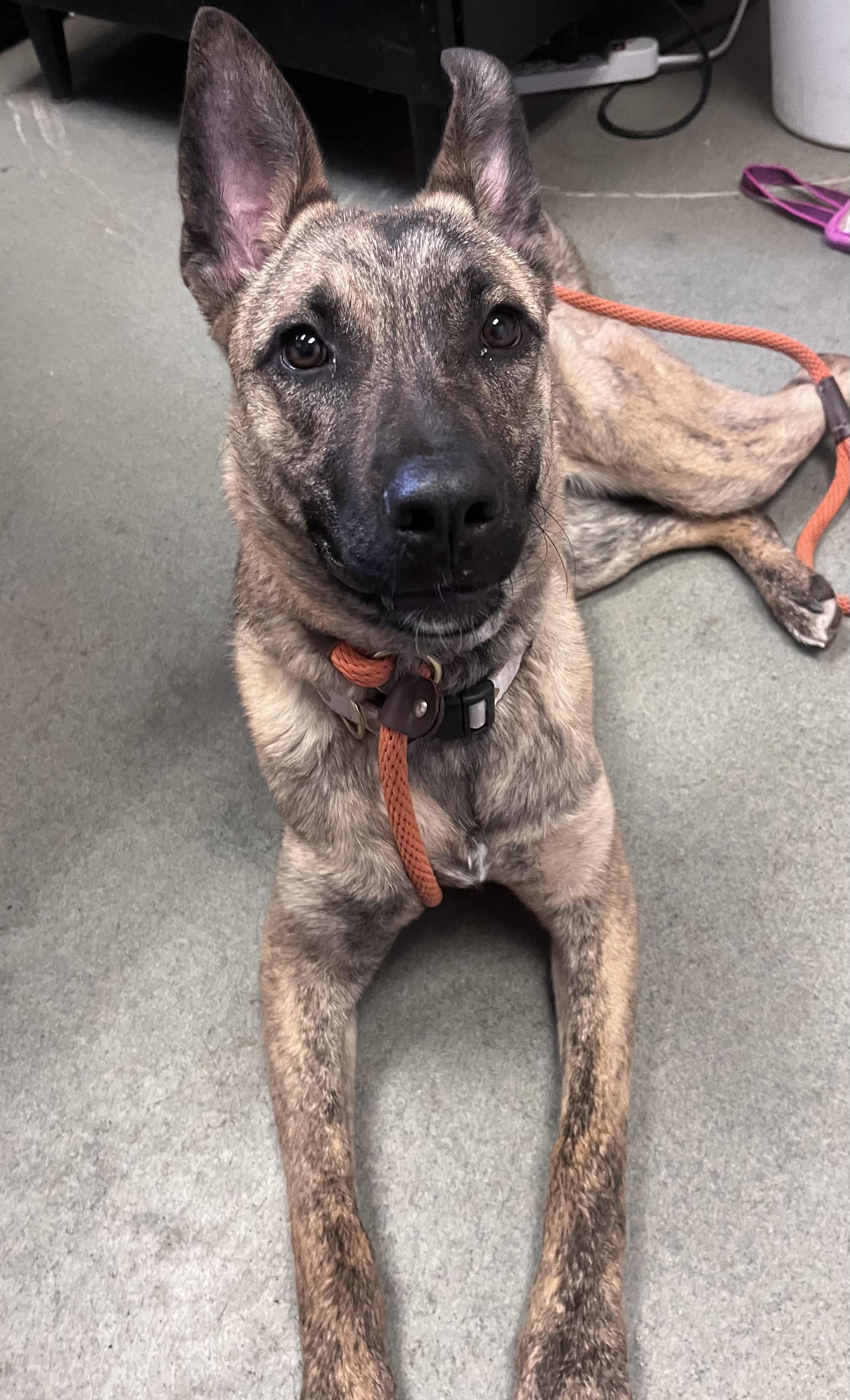 Enlarge Yara , a ADOPTABLE mixed breed in Buffalo, NY image 4/6