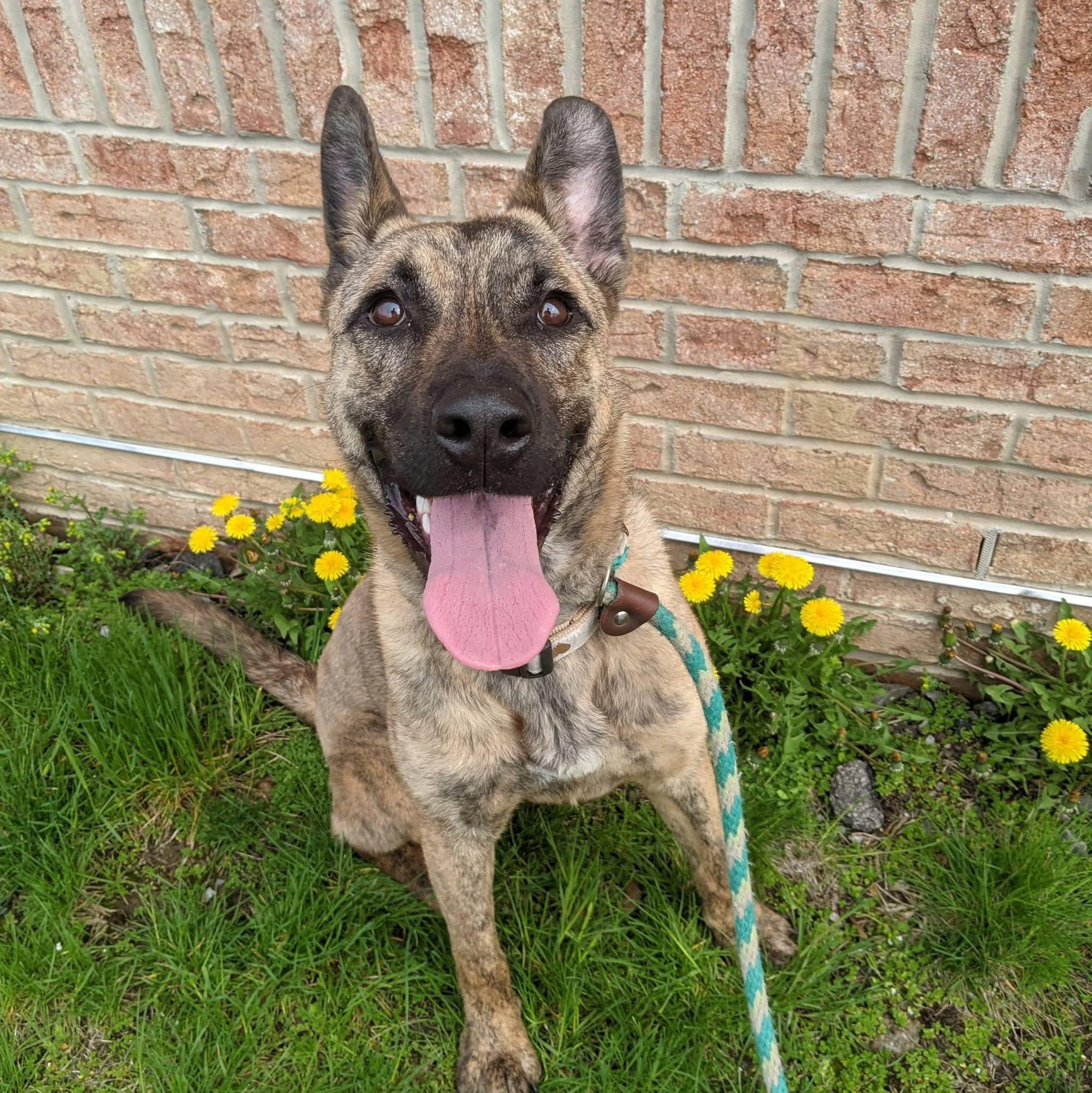 Enlarge Yara , a ADOPTABLE mixed breed in Buffalo, NY image 1/6