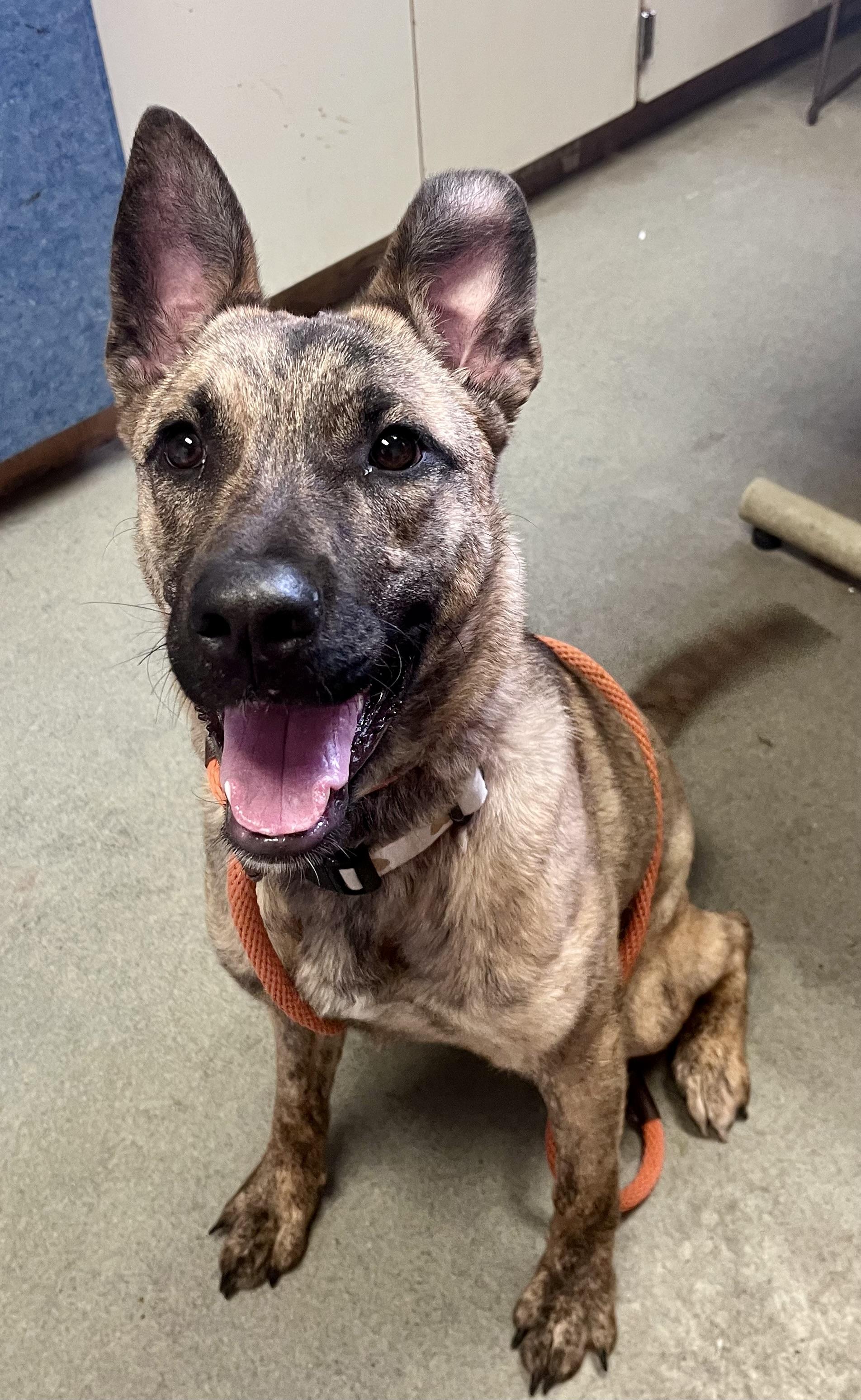 Enlarge Yara , a ADOPTABLE mixed breed in Buffalo, NY image 3/6