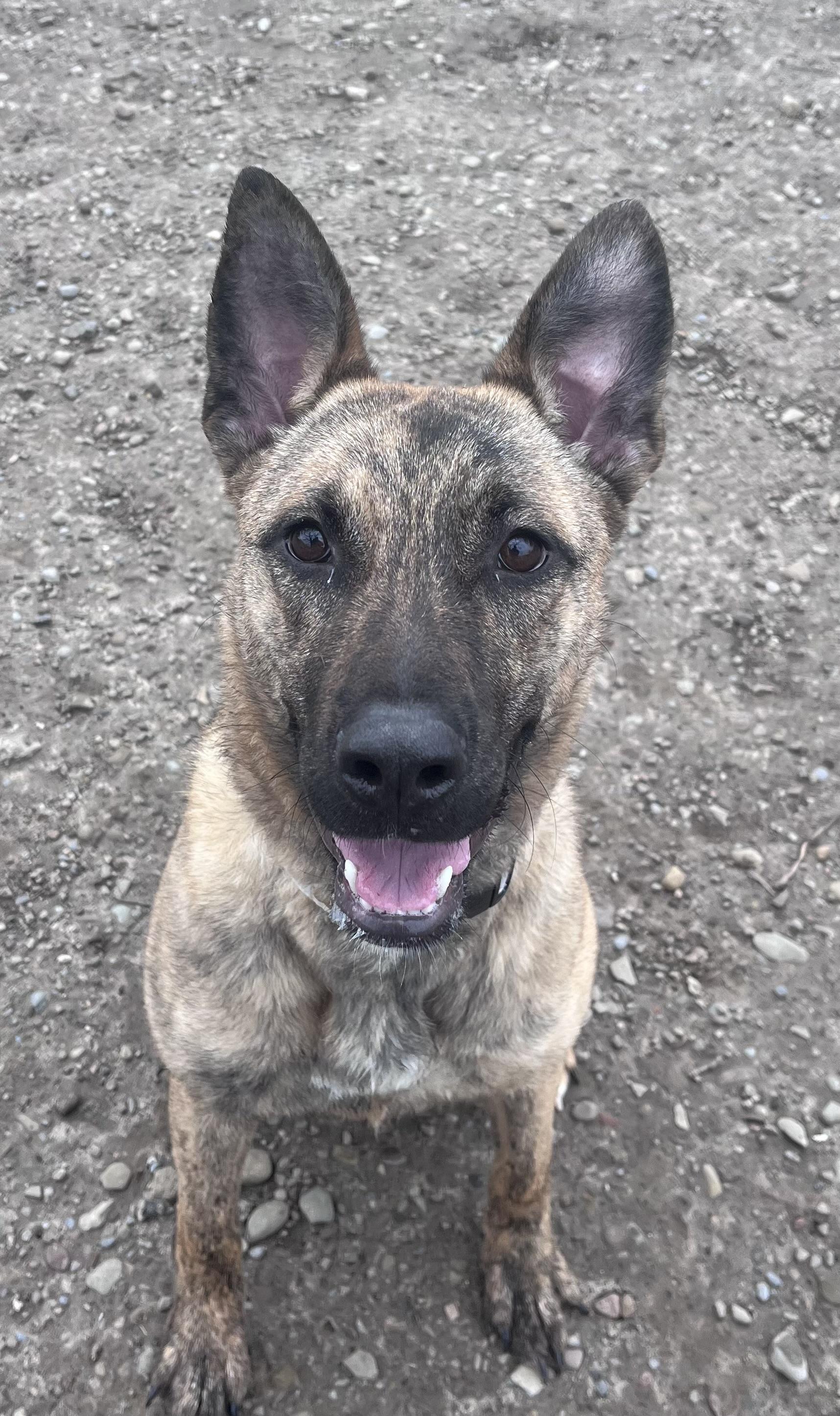 Enlarge Yara , a ADOPTABLE mixed breed in Buffalo, NY image 5/6
