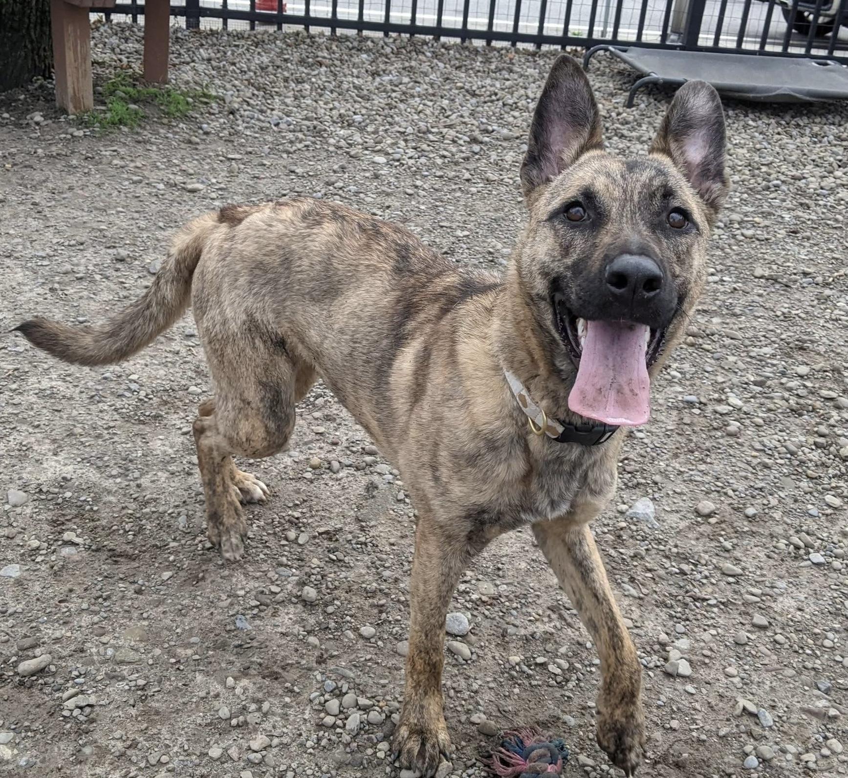 Enlarge Yara , a ADOPTABLE mixed breed in Buffalo, NY image 6/6