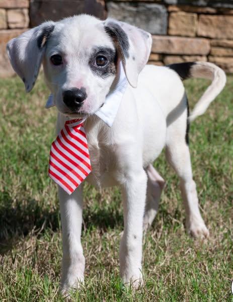 Poli (Roli-Poli), Adoptable, Puppy Male Hound & Terrier.
