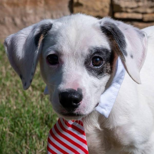 Poli (Roli-Poli), a Adoptable mixed breed in Cullman, AL image 2/2