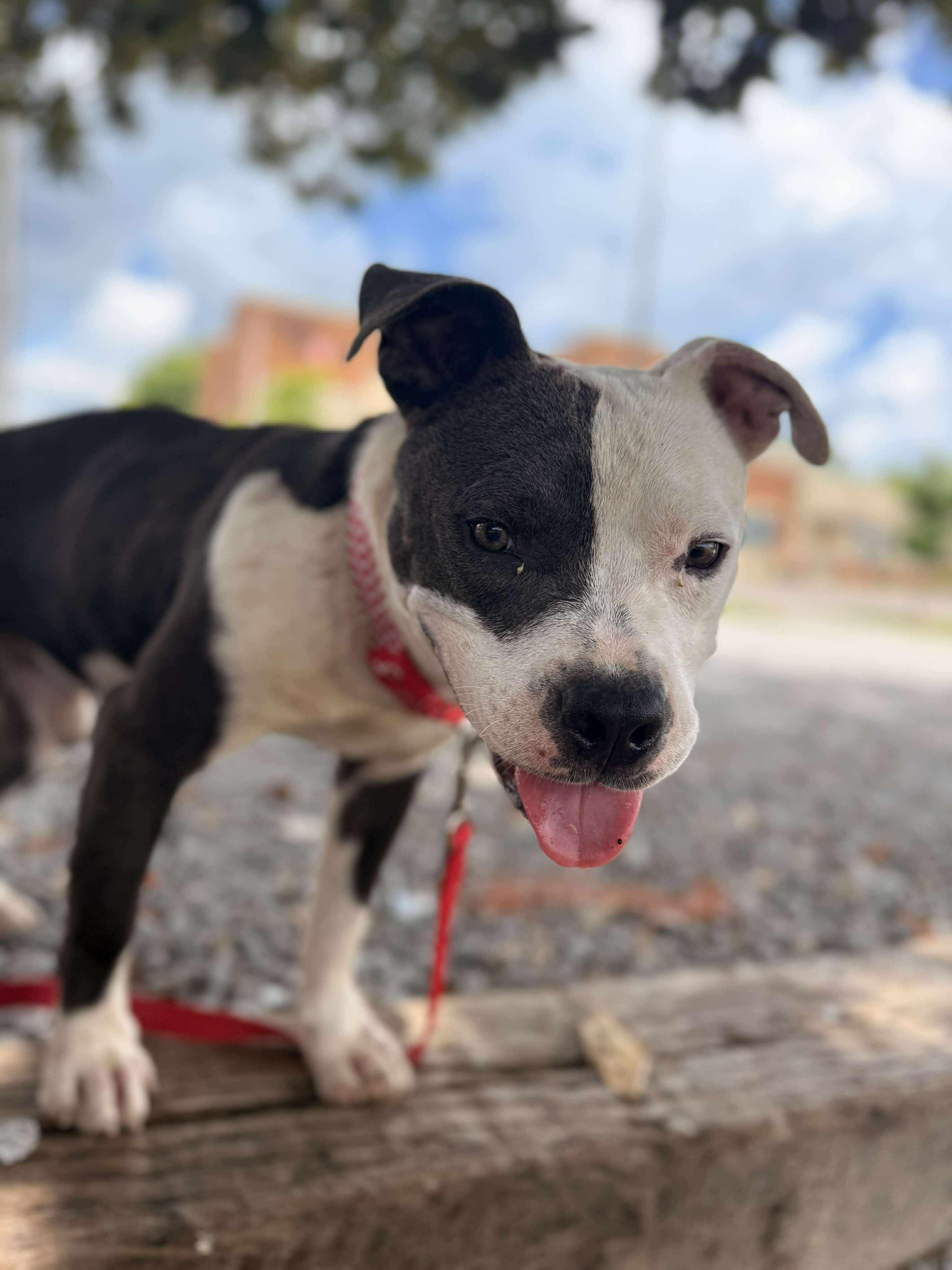 Enlarge Mikey, a Adoptable Mixed Breed in Huntsville, AL image 2/4