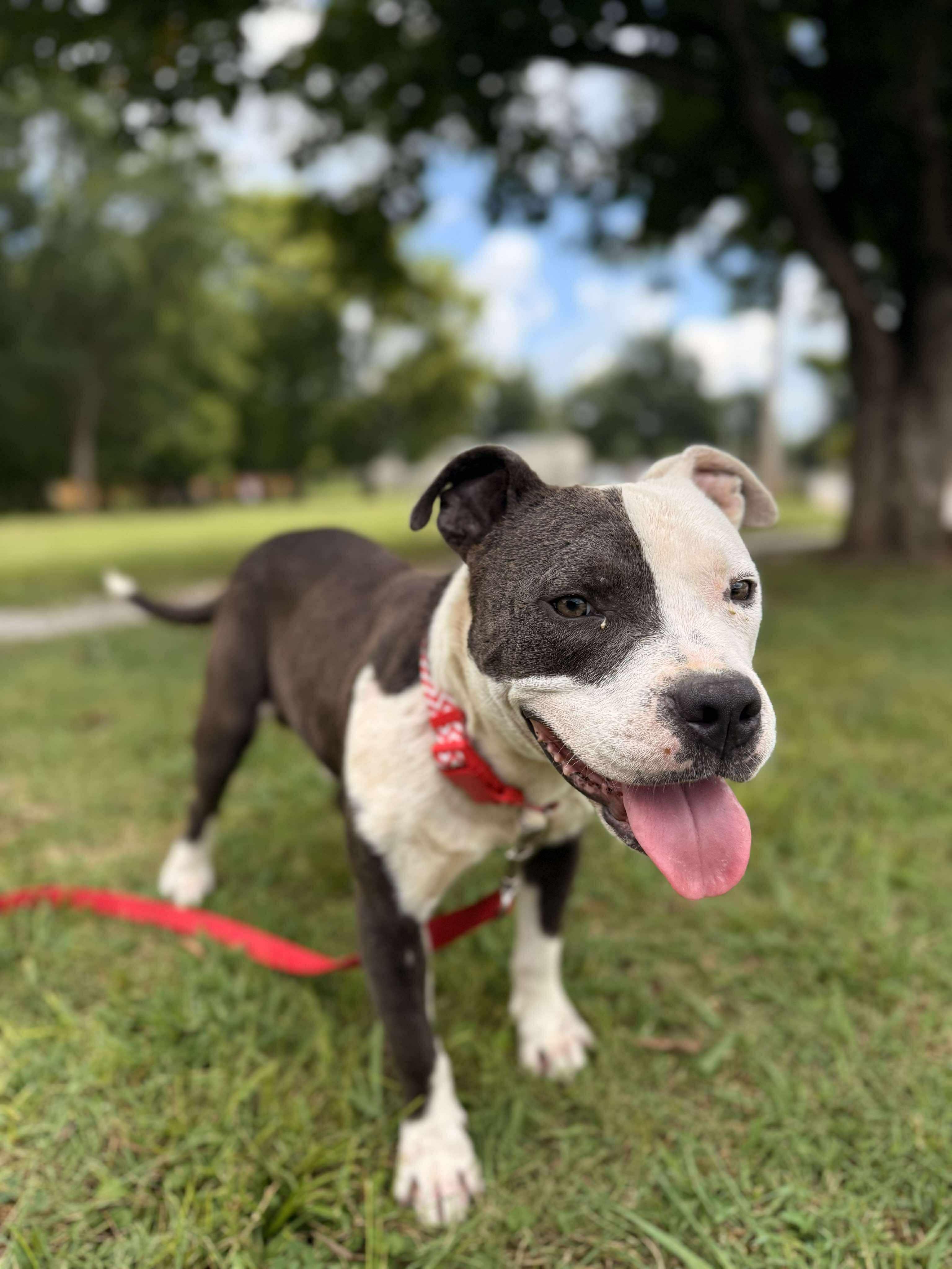 Enlarge Mikey, a Adoptable Mixed Breed in Huntsville, AL image 1/4