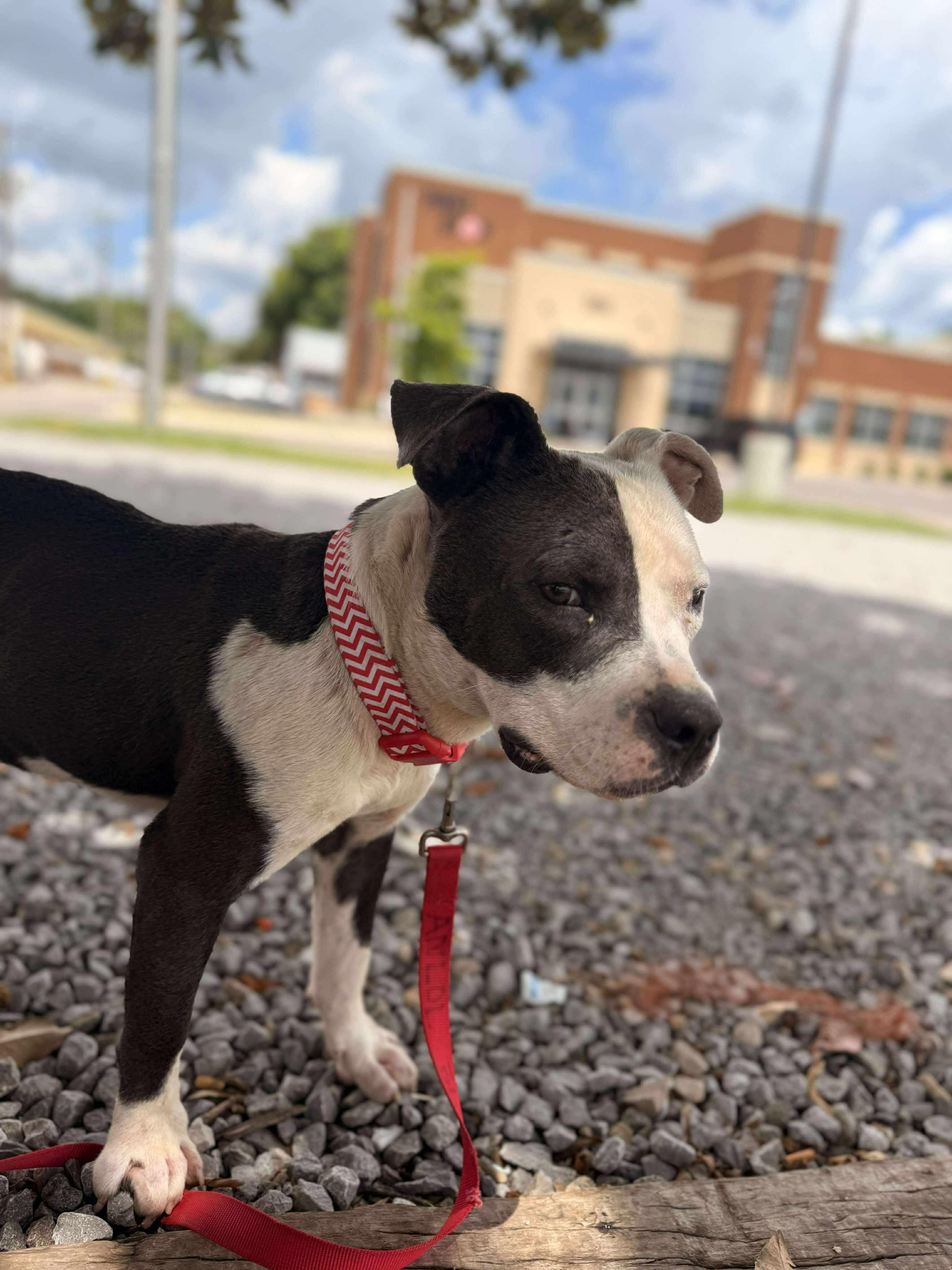 Enlarge Mikey, a Adoptable Mixed Breed in Huntsville, AL image 3/4
