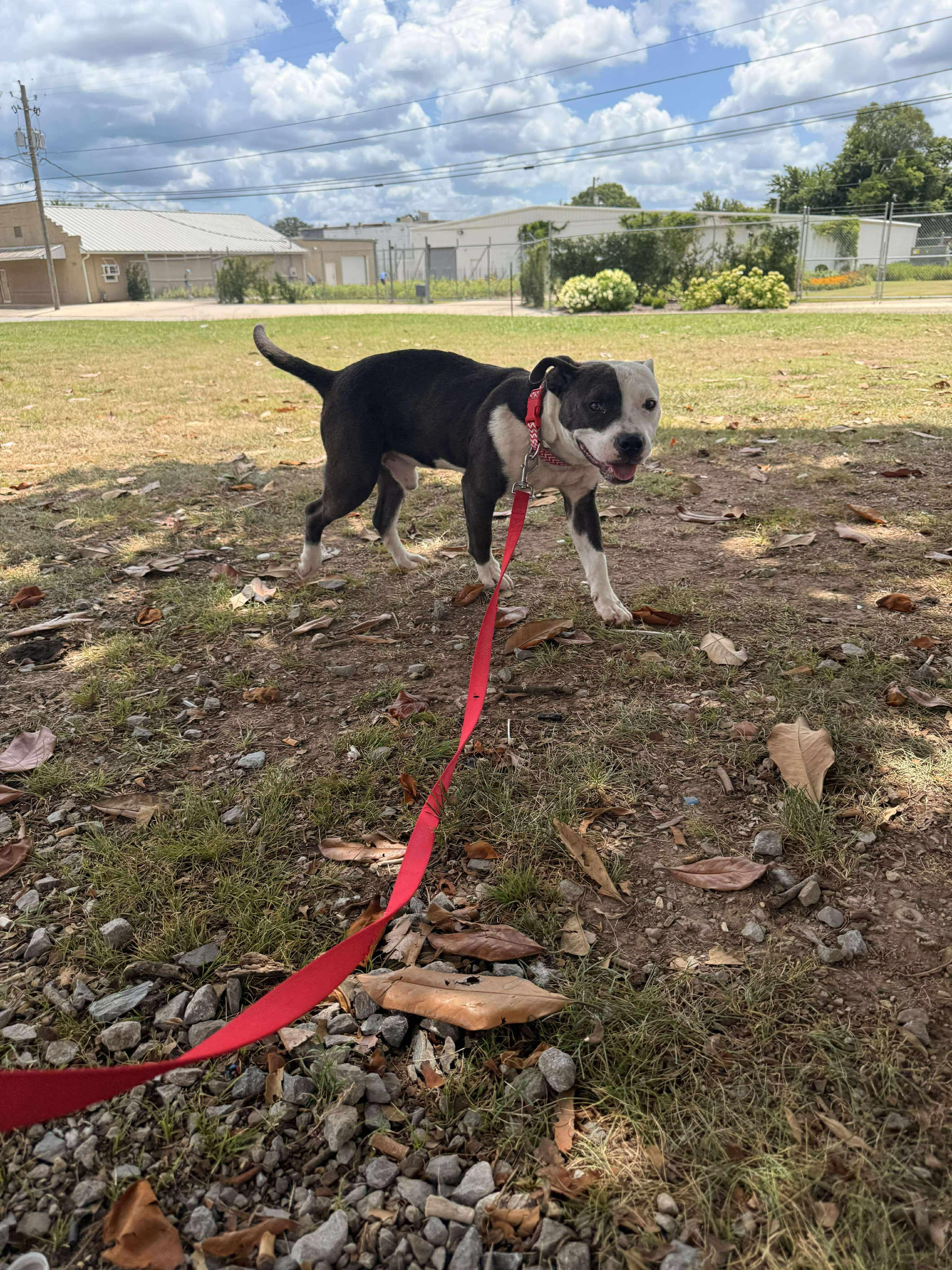 Enlarge Mikey, a Adoptable Mixed Breed in Huntsville, AL image 4/4