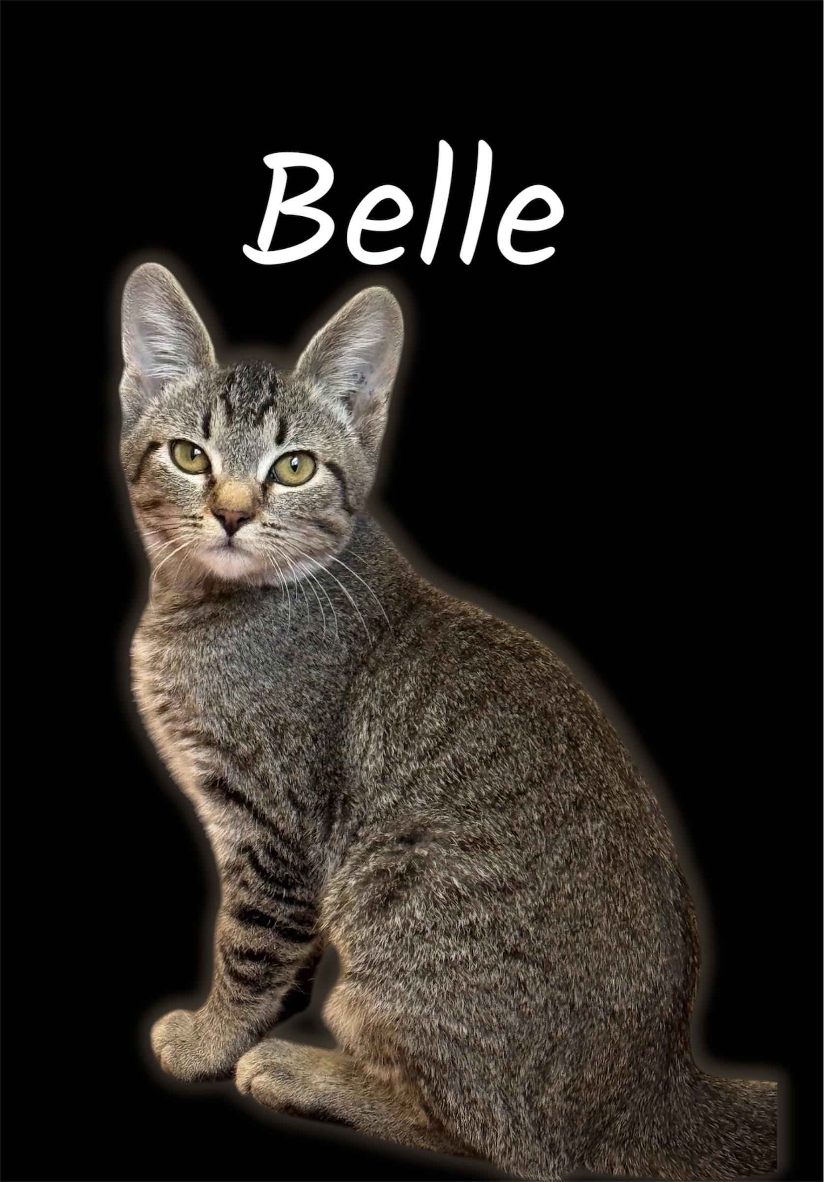 Enlarge Belle, a Adopted Domestic Short Hair in Auburn, CA image 2/2