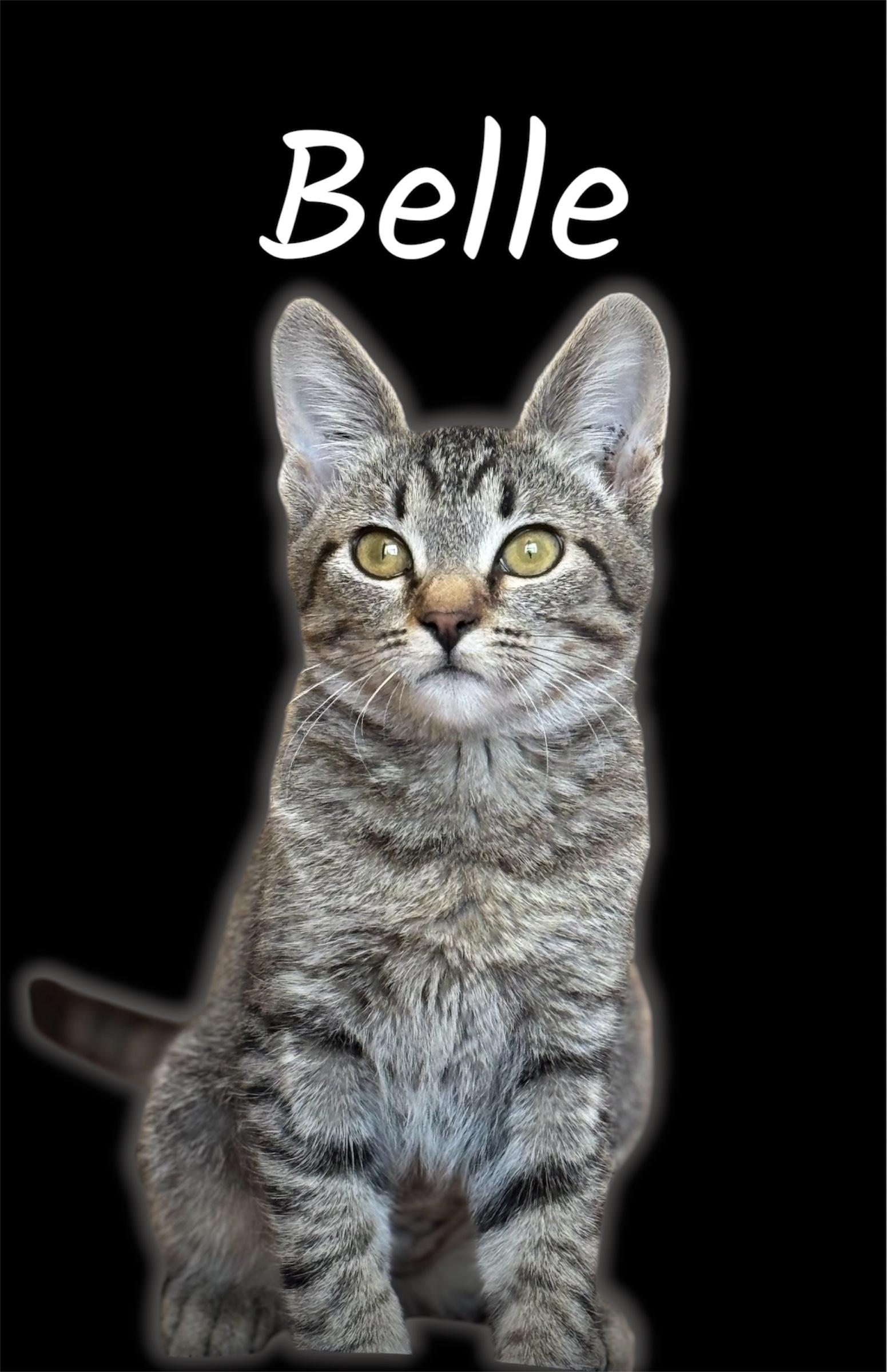 Belle, Adopted, Kitten Female Domestic Short Hair.